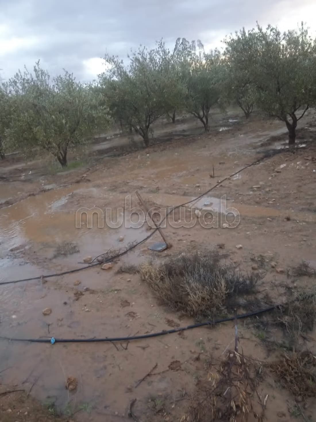 Terrain agricole à vendre entre Marrakech et Chichaoua